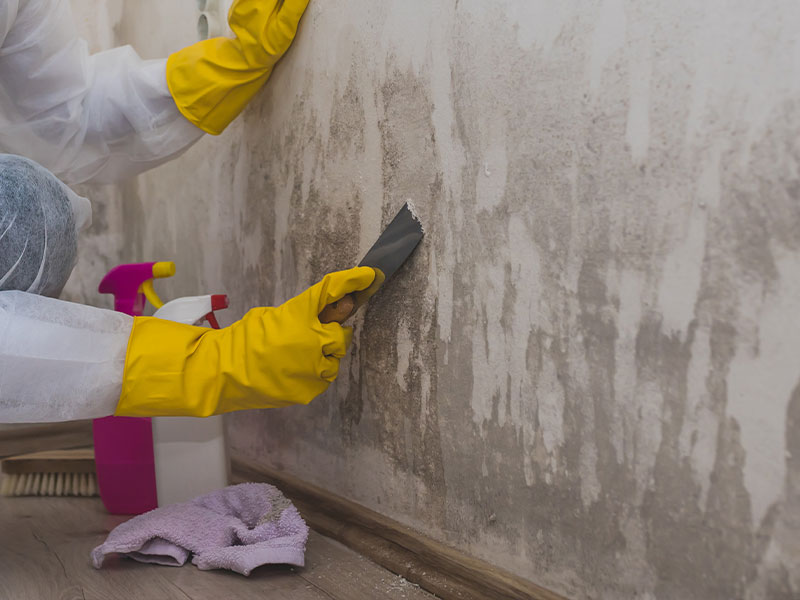 Mold Remediation Services
